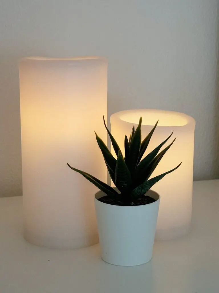 Plant and candle